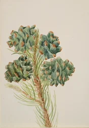 Enkelbladige Den Pinus monophylla, ca. 1930s