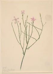 Skeletbloem (Lygodesmia juncea)