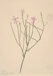 Skeletbloem Lygodesmia juncea, 1923