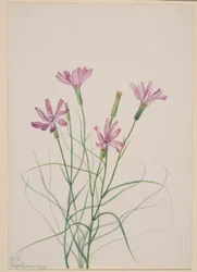 Skeleton Weed (Lygodesmia grandiflora)