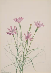 Skelet Onkruid Lygodesmia grandiflora, 1931