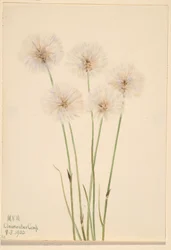 Slank katoengras (Eriophorum chamissonis)