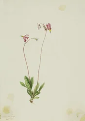 Slanke schietster (Dodecatheon pauciflorum)