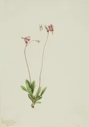 Slanke Schietster Dodecatheon pauciflorum, 1909