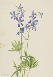 Slanke ridderspoor (Delphinium depauperatum)