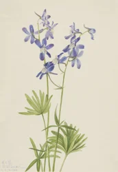 Slanke ridderspoor Delphinium depauperatum