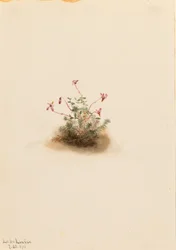 Kleine veenbes (Oxycoccus palustris)
