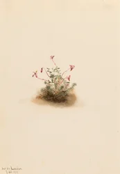 Kleine veenbes Oxycoccus palustris, 1911