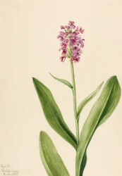 Kleine paarse franje orchidee (Habenaria psychodes)