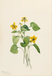 Glad geel viooltje (Viola eriocarpa)