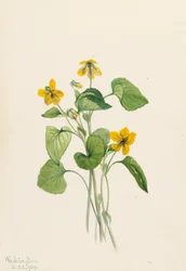 Gladde Gele Viooltje Viola eriocarpa, 1919