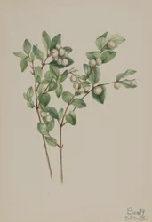 Sneeuwbes (Symphoricarpos albus)