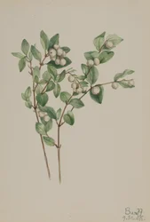 Sneeuwbes Symphoricarpos albus