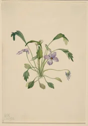 Zuidelijke viooltjesvoet (Viola digitata)