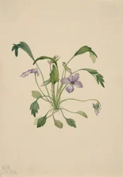 Zuidelijke Vogelvoetviolet Viola digitata, 1922