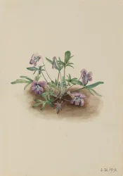 Zuidelijke kustviooltje (Viola septemloba)