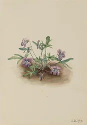 Zuidelijke Kustviolet Viola septemloba, 1919