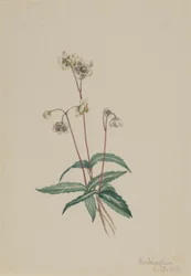 Gevlekte Pipsissewa (Chimaphila maculata)