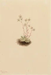 Gevlekte Saksenbloem (Saxifraga bronchialis)