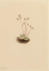 Gevlekte Steenbreek Saxifraga bronchialis, 1903