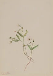 Voorjaarsschoonheid (Claytonia lanceolata)