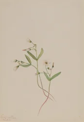 Lentebloem Claytonia lanceolata, 1916