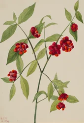 Strawberry Bush-Hearts Bustin