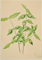 Aardbeienstruik (Euonymus americanus)