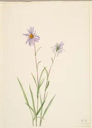 Moerasaster (Aster paludosus)