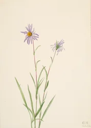 Moerasaster, 1922