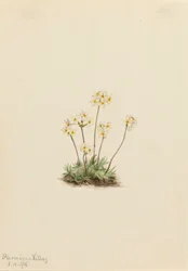 Zoete Androsace Androsace carinata