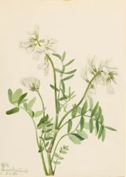 Vetblad (Hedysarum mackenzii)