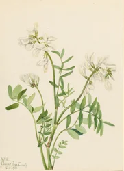 Zoethout Hedysarum mackenzii, 1921