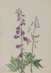 Ridderspoor (Delphinium elongatum)