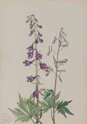Hoge Ridderspoor Delphinium elongatum