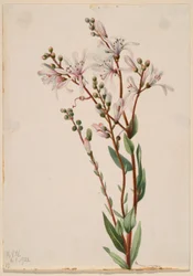 Teerbloem (Befaria racemosa)