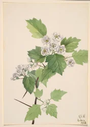 Wegedoorn (Crataegus coccinea)