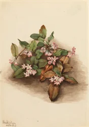 Kruipende Epigaea, 1917