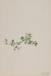 Houstonia (Houstonia procumbens)