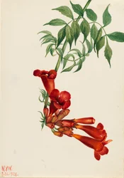 Trompetklimmer Bignonia radicans, 1926