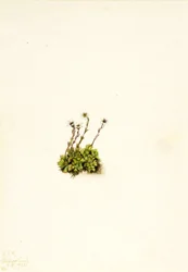Getufte Steenbreek Saxifraga caespitosa, 1921