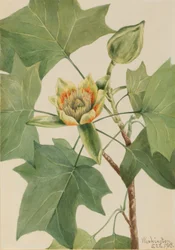 Tulpenboom (Liriodendron tulipifera)