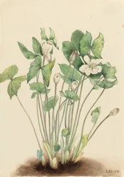 Tweeblad (Jeffersonia diphylla)