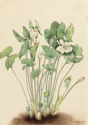 Tweeblad Jeffersonia diphylla, 1919