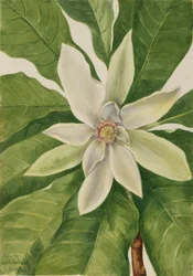 Parapluboom (Magnolia tripetala)
