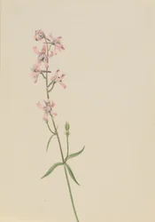 Zonder titel - Bloemenstudie