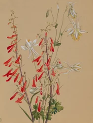 Zonder titel--Bloemenstudie, ca. 1883-1900