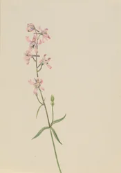 Zonder Titel--Bloemenstudie, ca. 1900-1930