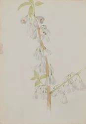 Zonder Titel - Bloemenstudie