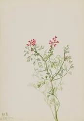 Zonder titel - Plantenstudie